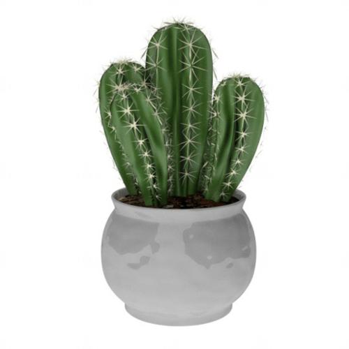 Cactus preview image